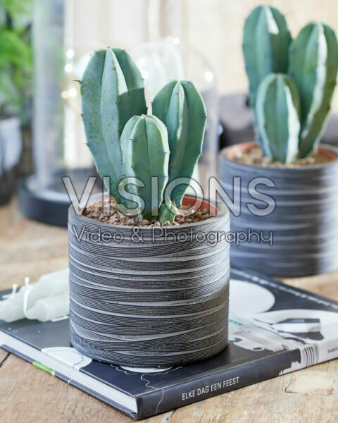 Myrtillocactus geometrisans