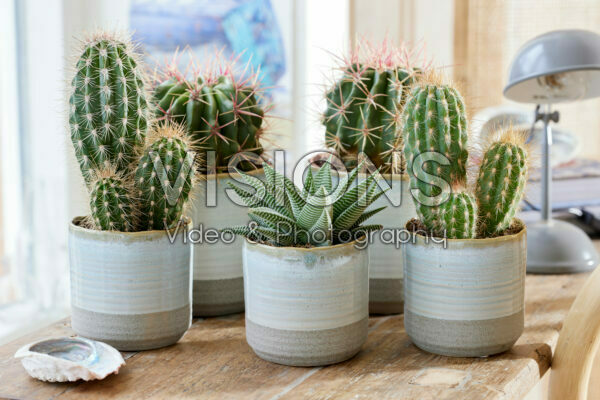 Cactus collectie Cactus collectie