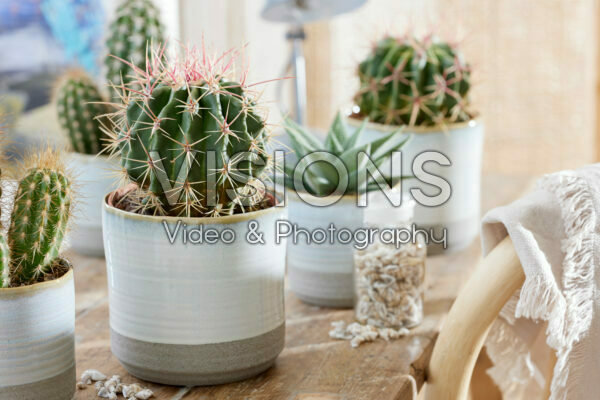Ferocactus stainesii Ferocactus stainesii