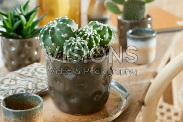 Echinopsis subdenudatum Echinopsis subdenudatum