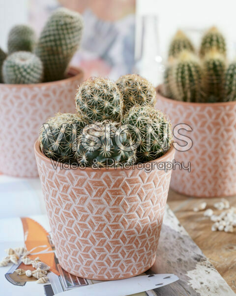 Echinofossulocactus Echinofossulocactus