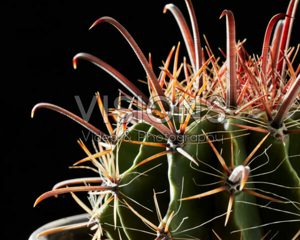 Ferocactus wislizeni Ferocactus wislizeni