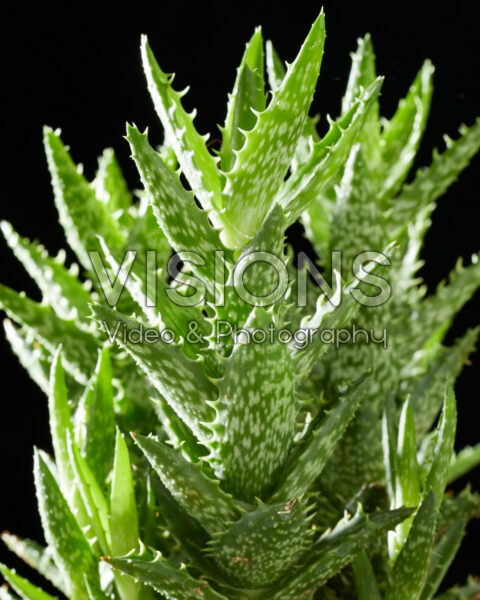 Aloe squarrosa