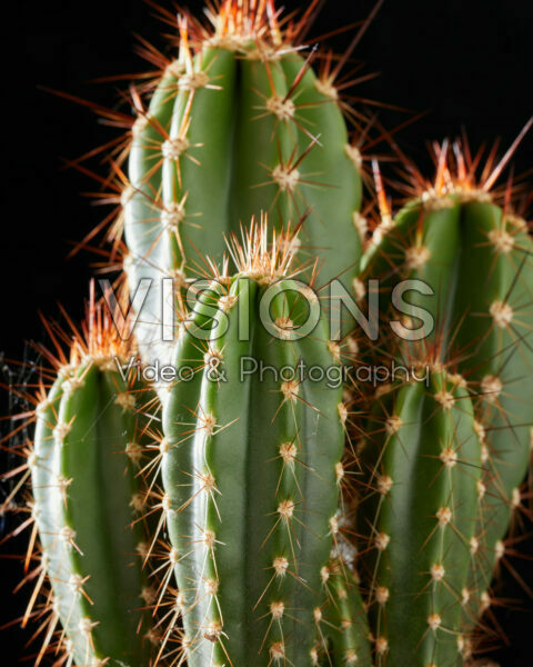 Neocardenasia herzogiana Neocardenasia herzogiana
