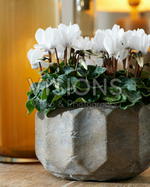 Cyclamen white Cyclamen white