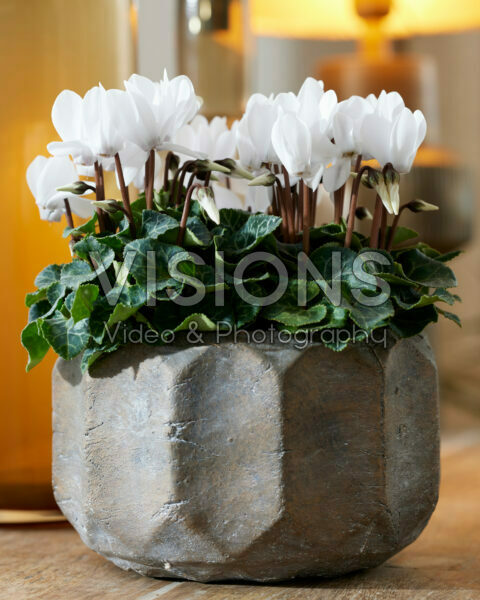 Cyclamen wit