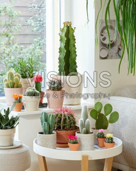 Cactus collection