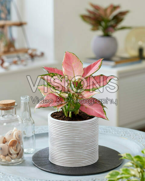 Aglaonema Pink Star Aglaonema Pink Star