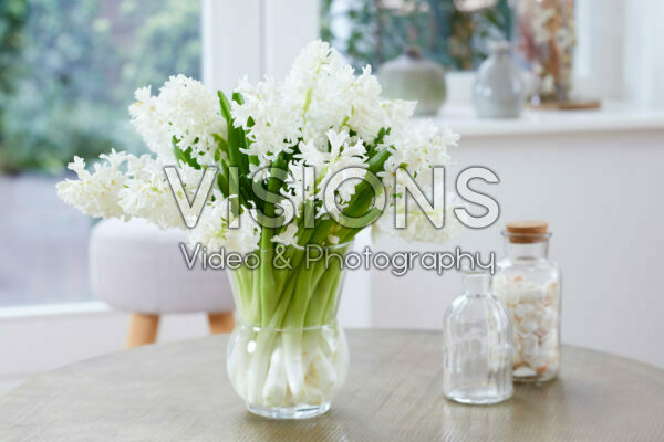 Hyacinthus Aiolos bouquet
