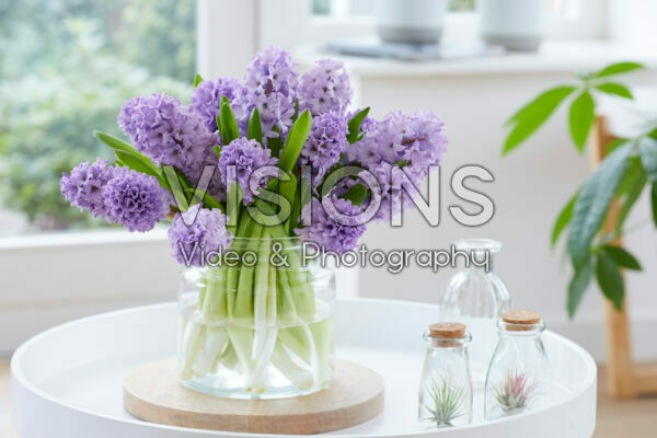 Hyacinthus Purple Star boeket