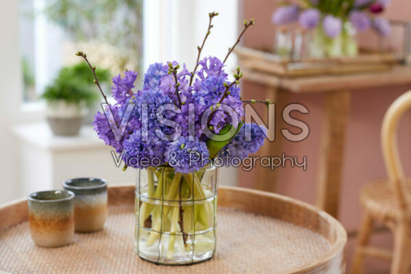 Hyacinthus bouquet Purple Star, Delft Blue