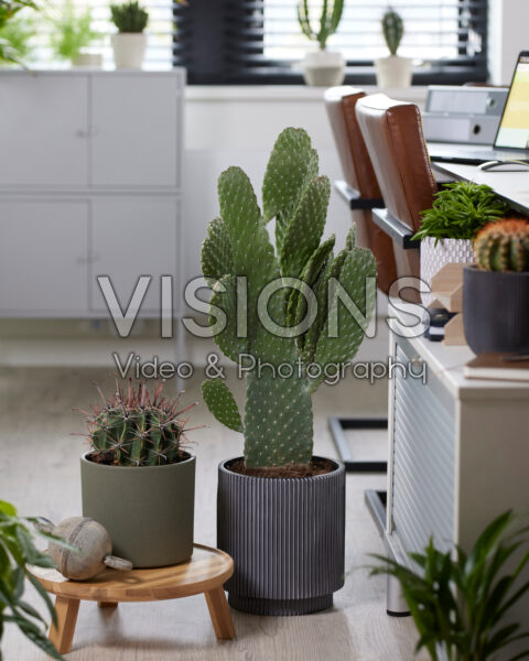 Ferocactus townsedianus, Opuntia consolea Ferocactus townsedianus, Opuntia consolea