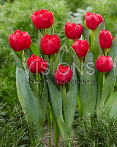Tulipa Red Double Symbiose