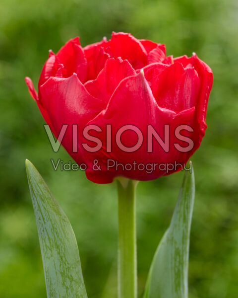 Tulipa Red Symbiose