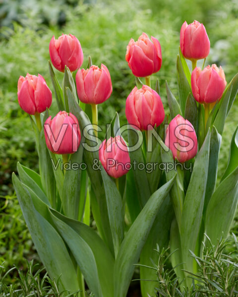Tulipa Apricot Double Symbiose Tulipa Apricot Double Symbiose
