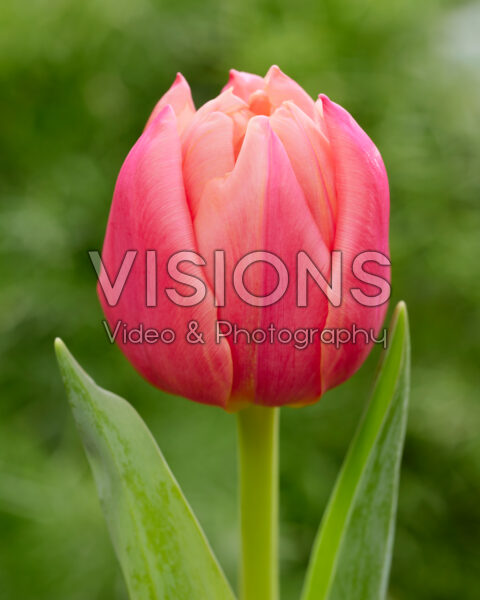 Tulipa Pink Symbiose Tulipa Pink Symbiose