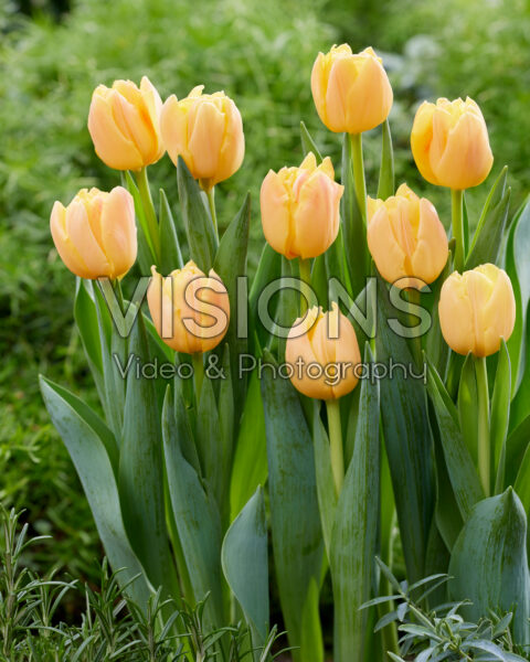 Tulipa Pastel Double Symbiose Tulipa Pastel Double Symbiose