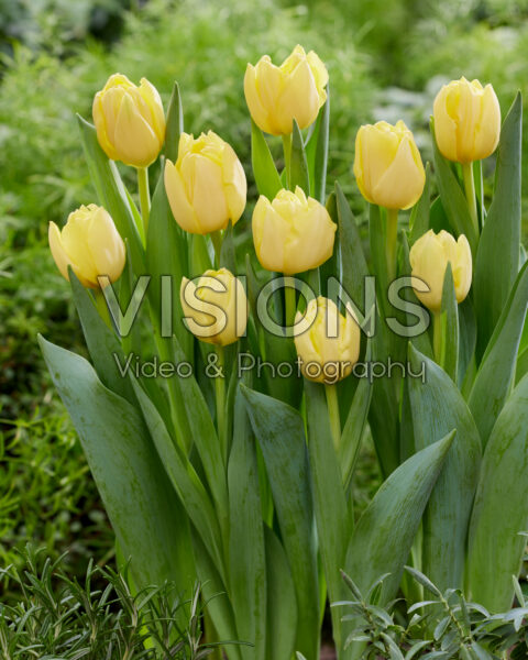 Tulipa Yellow Double Symbiose Tulipa Yellow Double Symbiose