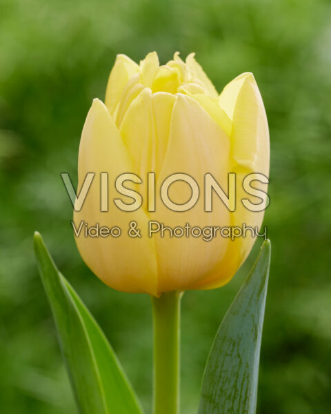 Tulipa Yellow Double Symbiose