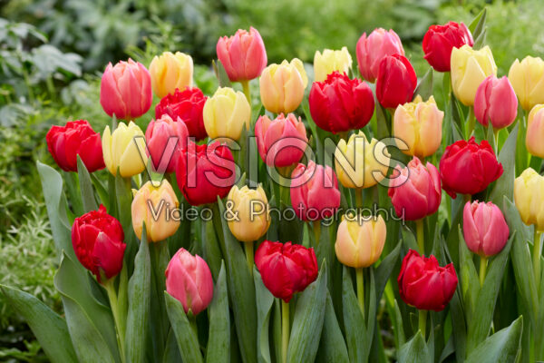 Tulipa Symbiose mix Tulipa Symbiose mix