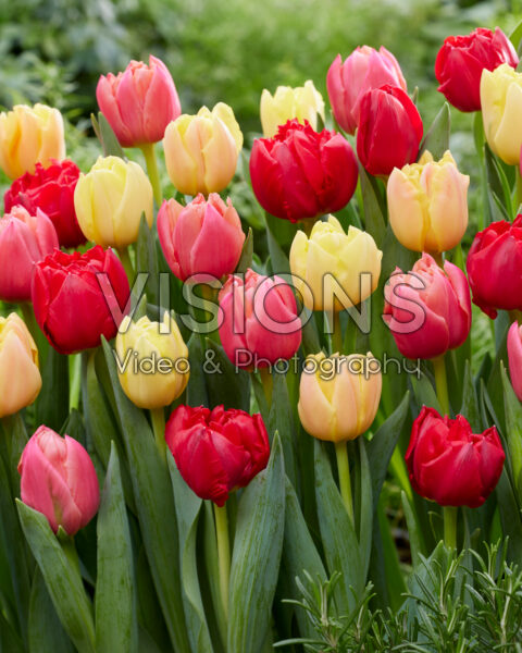Tulipa Symbiose mix Tulipa Symbiose mix
