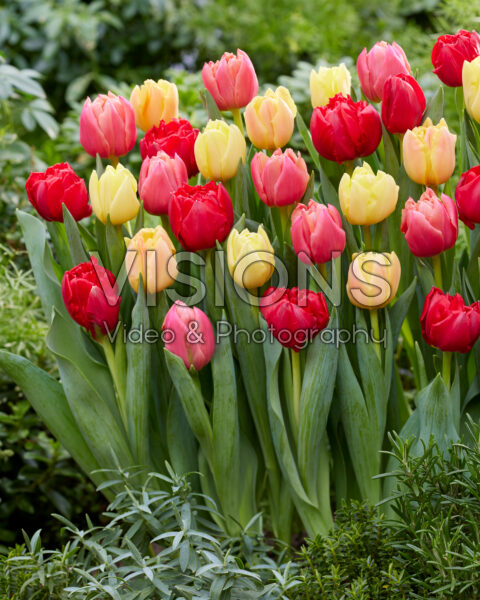 Tulipa Symbiose mix Tulipa Symbiose mix