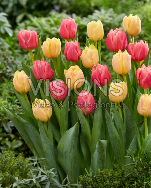 Tulipa Pink Symbiose, Apricot Symbiose Tulipa Pink Symbiose, Apricot Symbiose