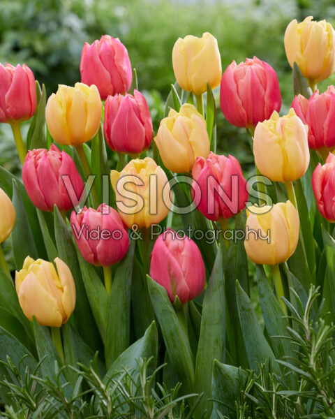 Tulipa Pink Symbiose, Apricot Symbiose Tulipa Pink Symbiose, Apricot Symbiose