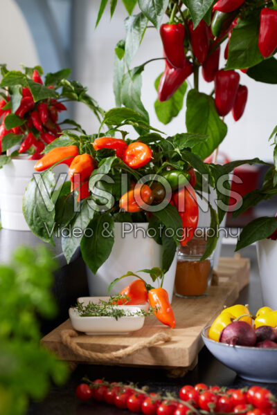 Capsicum Peppers from Heaven™ F1 Orange Capsicum Peppers from Heaven™ F1 Orange