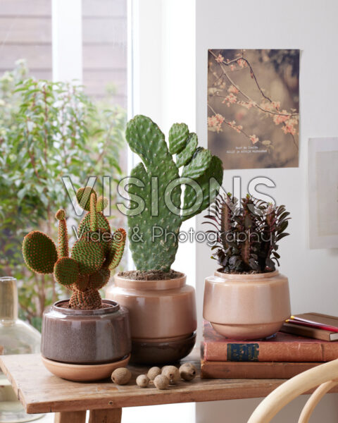 Cactus combinatie Cactus combinatie