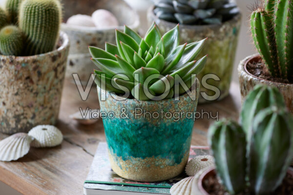 Echeveria agavoides