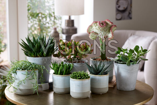Succulenten collectie