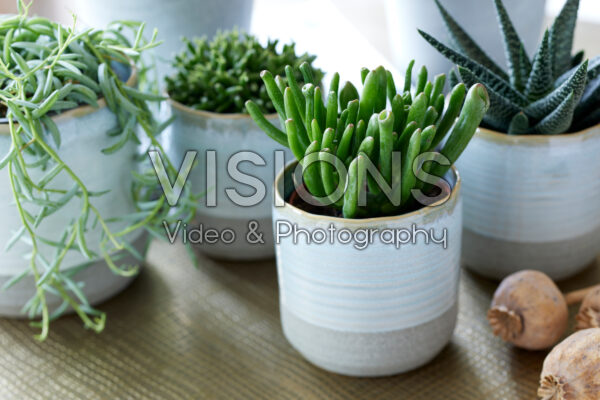 Crassula Hobbit Crassula Hobbit