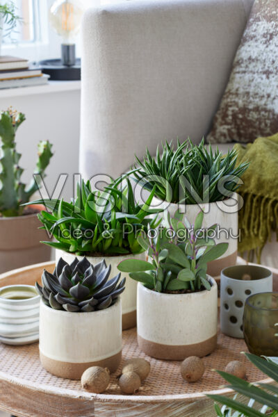 Succculent collection Succculent collection
