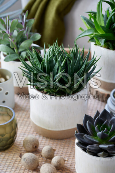 Haworthia herbacea