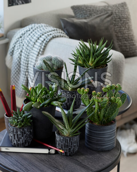 Succulent collectie Succulent collectie
