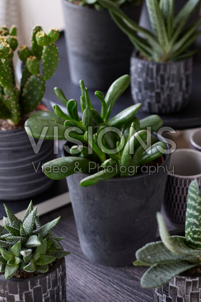 Crassula ovata Gollum