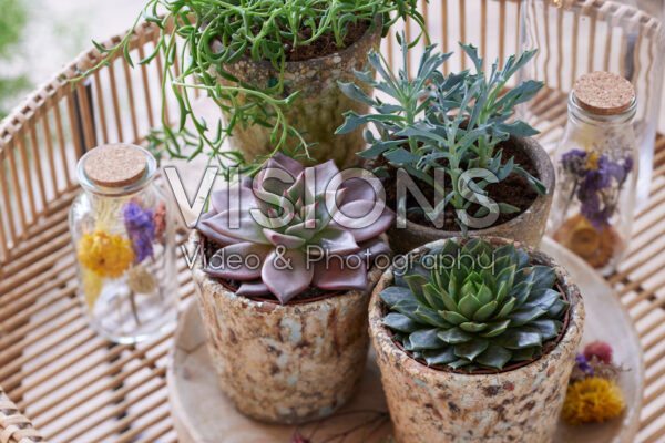 Succulent collectie Succulent collectie