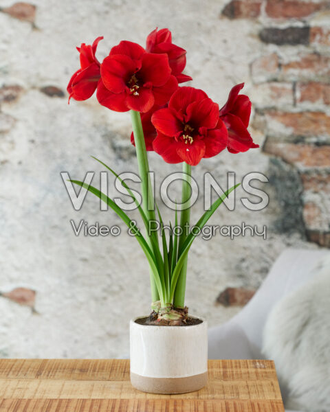 Hippeastrum Lion King Hippeastrum Lion King