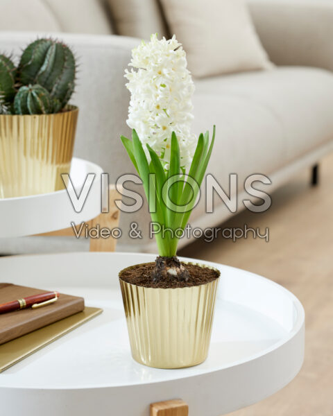 Hyacinthus White Pearl Hyacinthus White Pearl