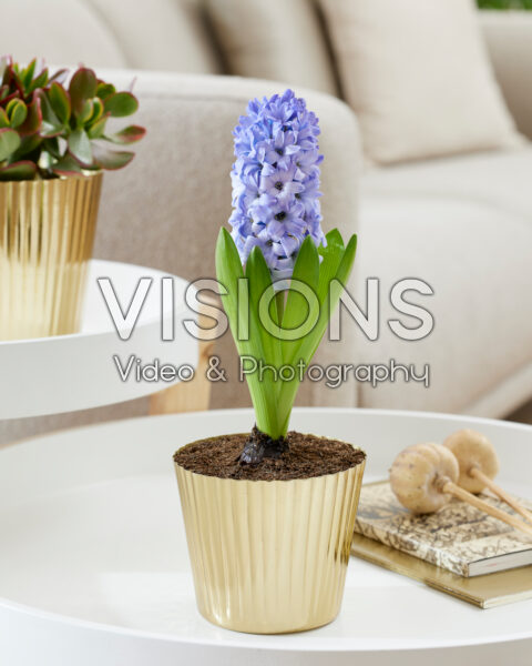 Hyacinthus Delft Blue Hyacinthus Delft Blue