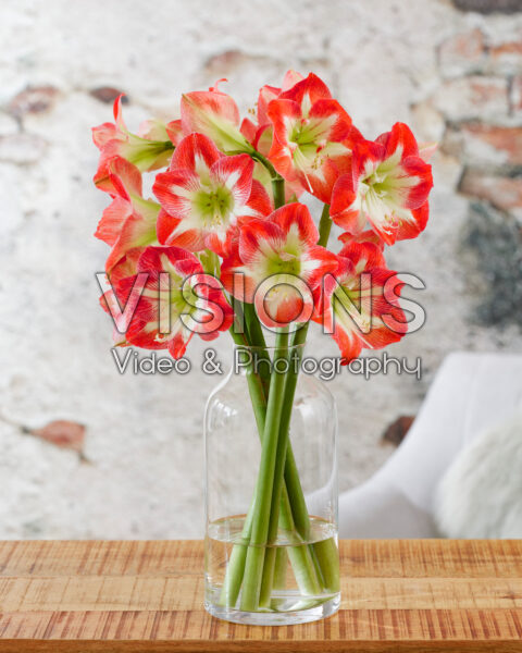 Hippeastrum Minerva Hippeastrum Minerva