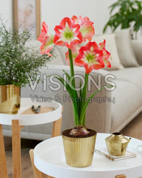 Hippeastrum Minerva Hippeastrum Minerva