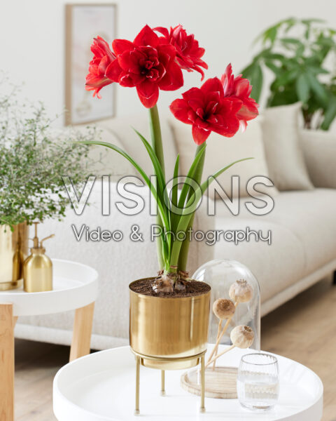 Hippeastrum Double Dragon