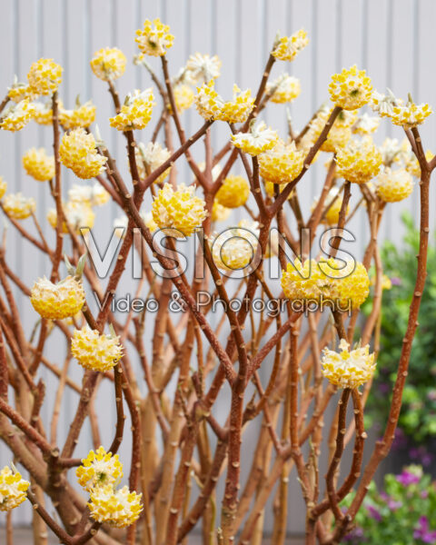 Edgeworthia chrysantha Grandiflora Edgeworthia chrysantha Grandiflora