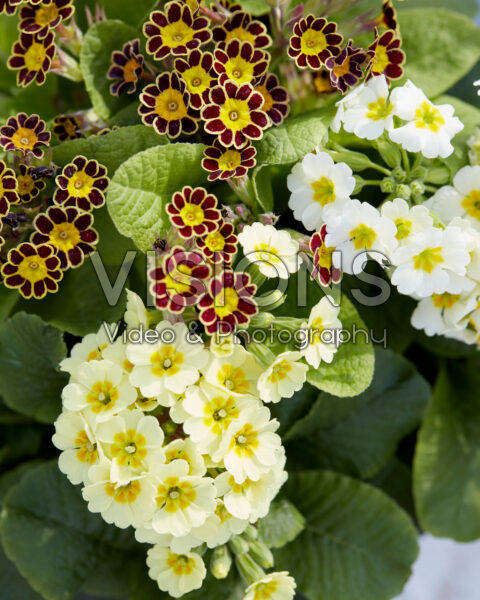 Primula veris Little Queen combinatie Primula veris Little Queen combinatie