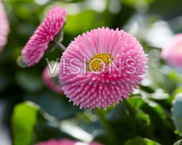 Bellis perennis Tasso Pink Bellis perennis Tasso Pink