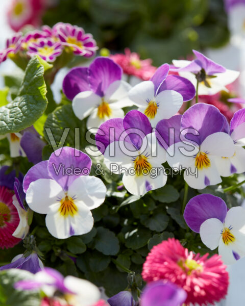 Viola cornuta Persian Wing