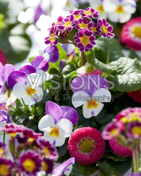 Viola cornuta Persian Wing, Bellis perennis Bella Rose, Primula veris Little Queen Violet Viola cornuta Persian Wing, Bellis perennis Bella Rose, Primula veris Little Queen Violet