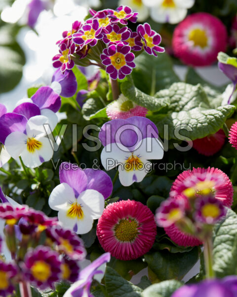 Viola cornuta Persian Wing, Bellis perennis Bella Rose, Primula veris Little Queen Violet